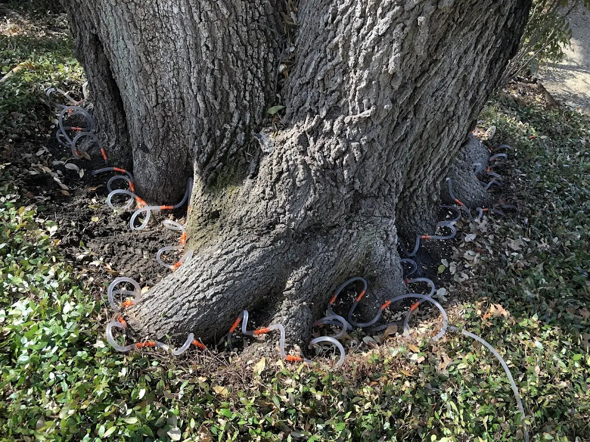 Detailed Tree Cabling and Bracing job site in Center Valley