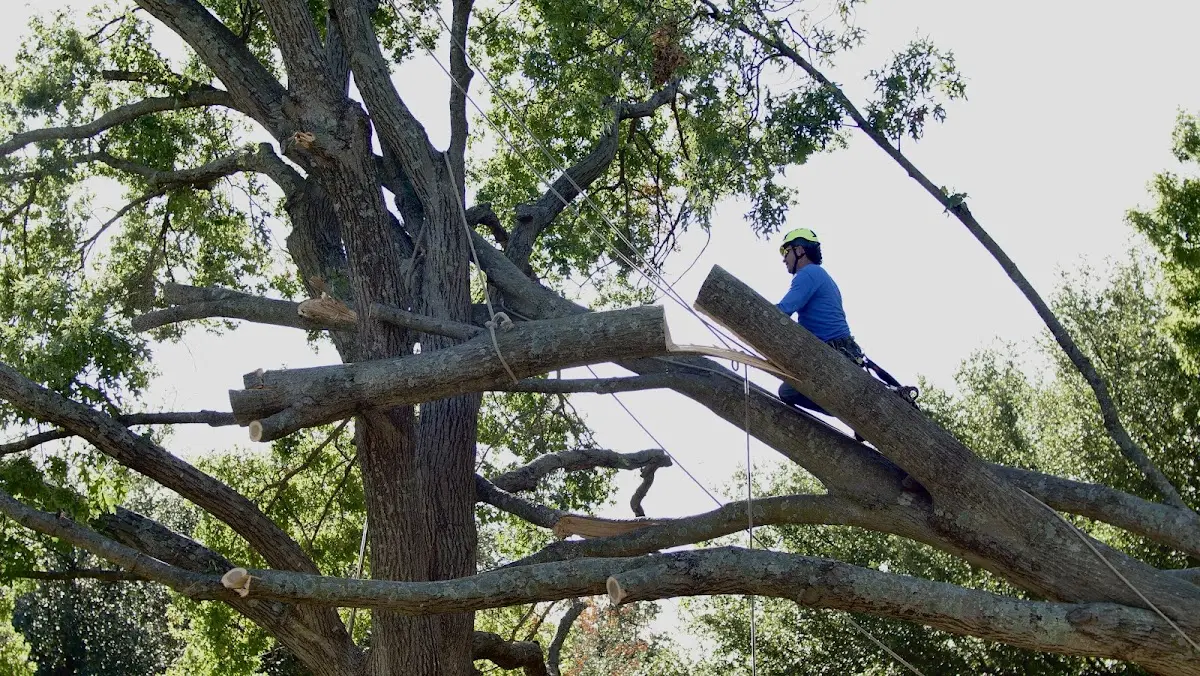 Professional Hazardous Tree Removal performed by certified arborists in Center Valley