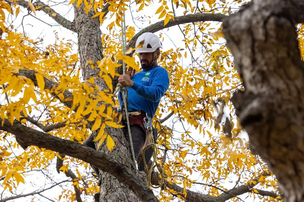 Skilled Tree Trimming crew working in Center Valley
